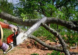 Best Storm Damage Tree Cleanup  in Greenfields, PA